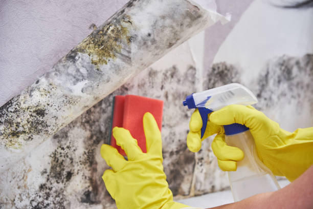 Best Mold Damage Restoration  in Fulton, IL